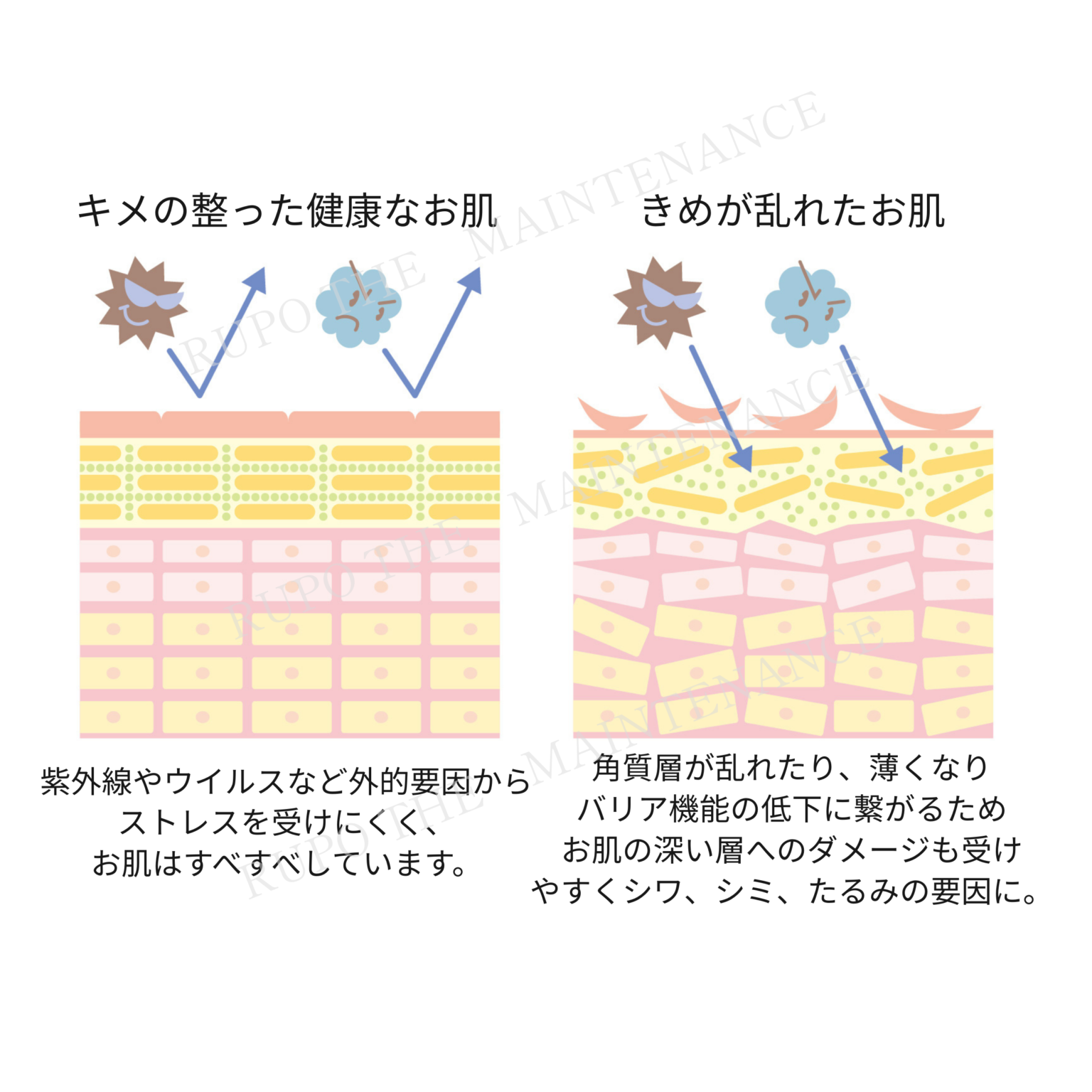 肌構造の比較イラスト